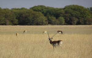 Salman Khan Lawrence Bishnoi Black Buck Issue