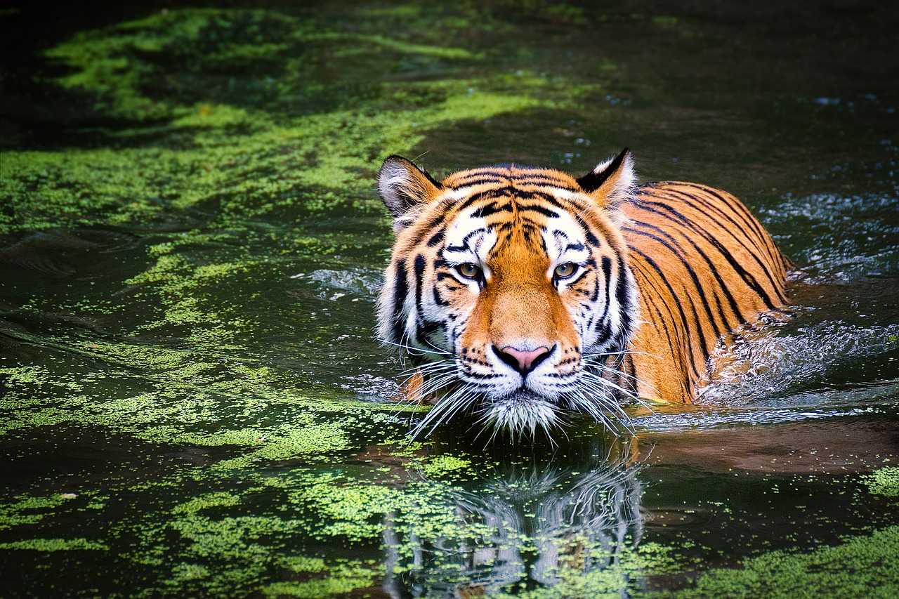 Ranthambhore Rajasthan